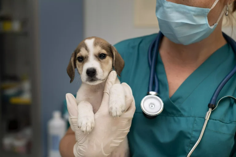 FACUNICAMPS lança curso de Medicina Veterinária com inscrições abertas para o Vestibular 2027